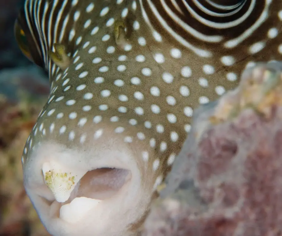 The puffer fish's teeth are like a parrot's beak