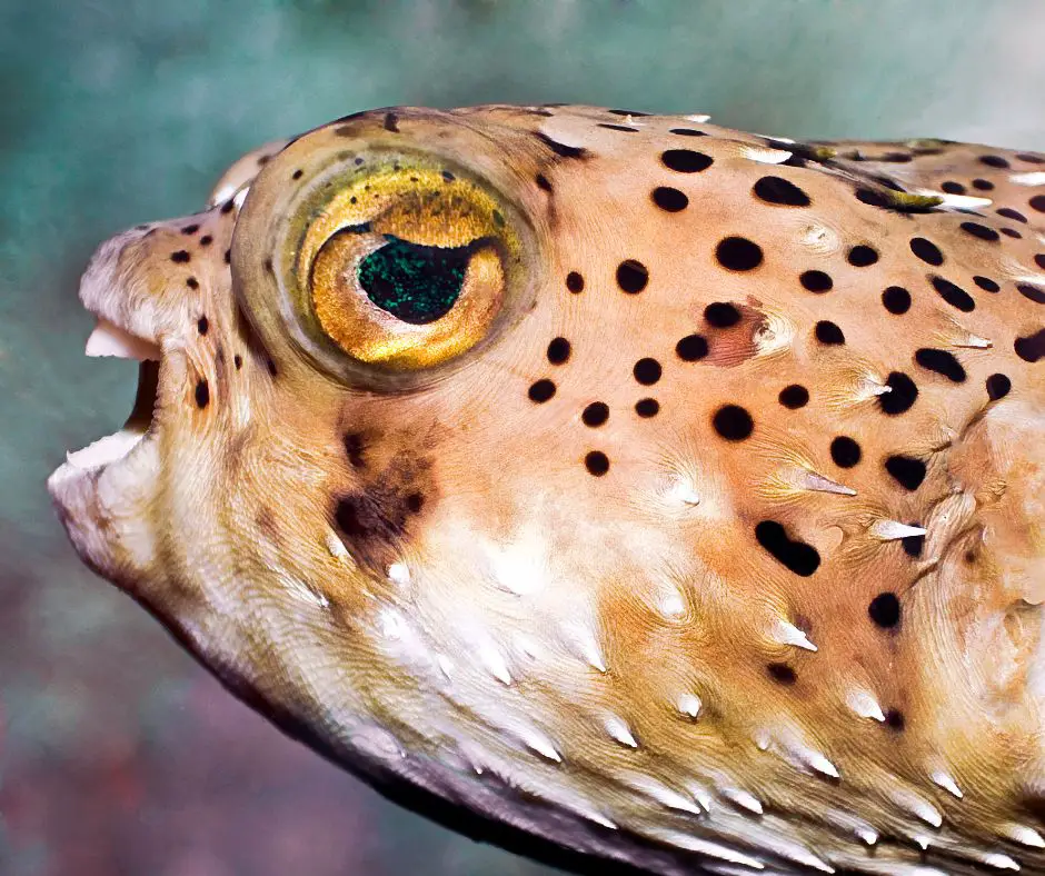 The spikes of puffer fish