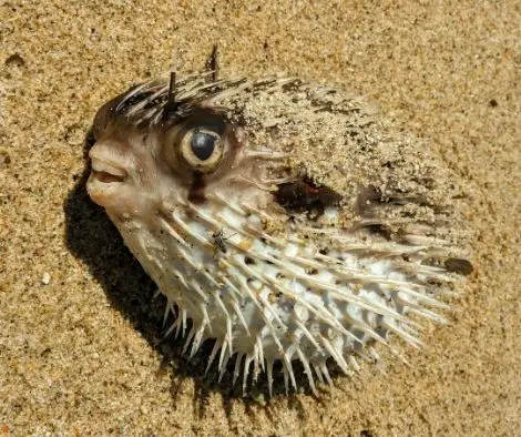 There are several causes of death in pufferfish