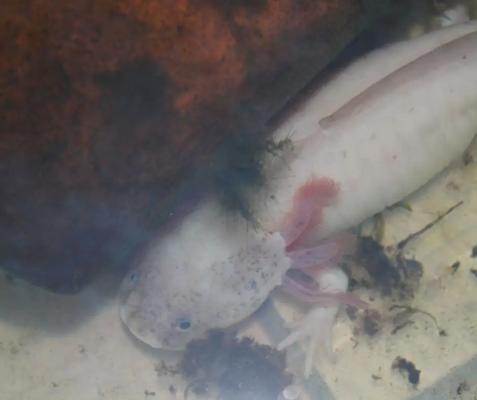 Unhealthy axolotl