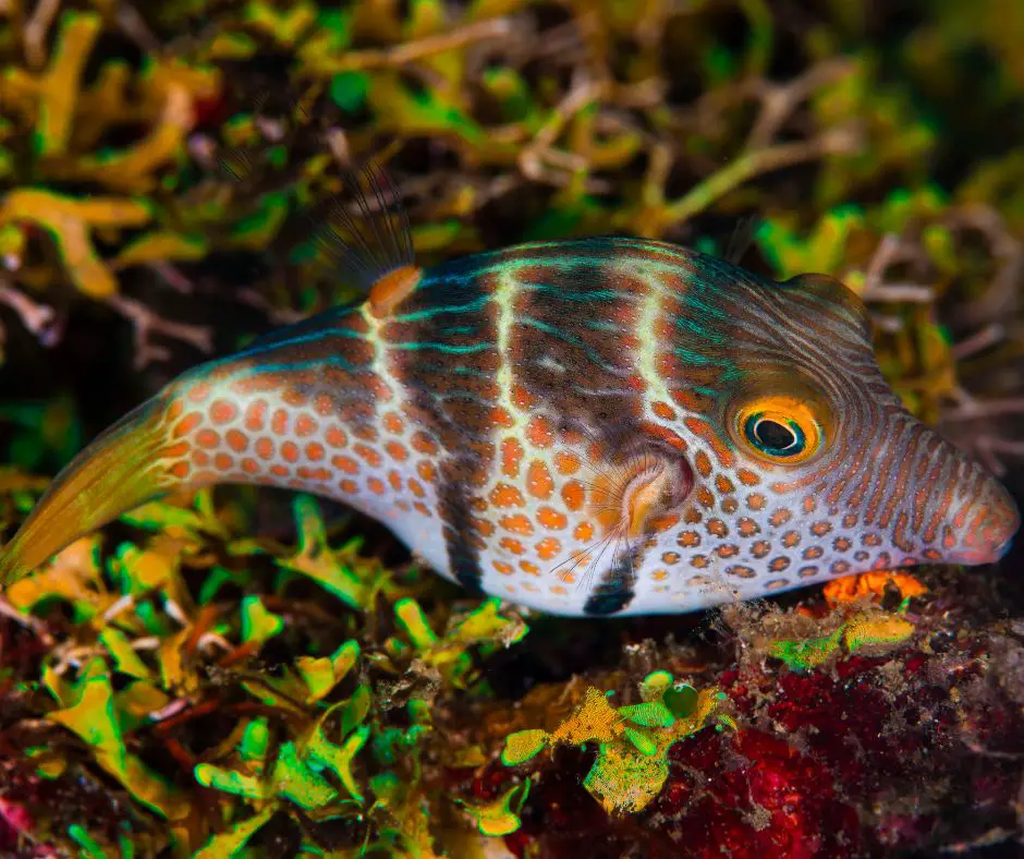 Valentin's sharpnose puffer