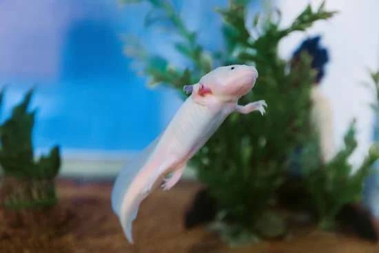 Water Conditions for Axolotl in Captivity