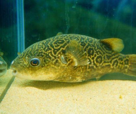 Water conditions affect the health puffer fish