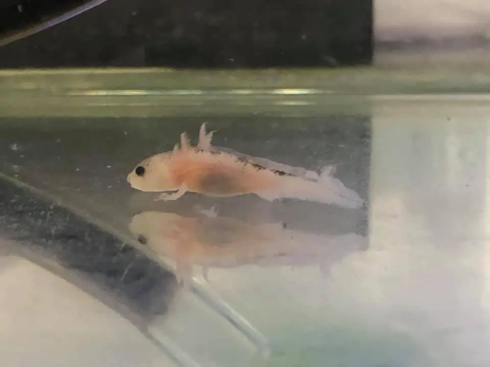 Water quality affects axolotl health