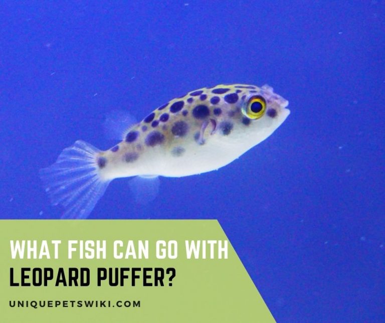 What Fish Can Go With Leopard Puffer?