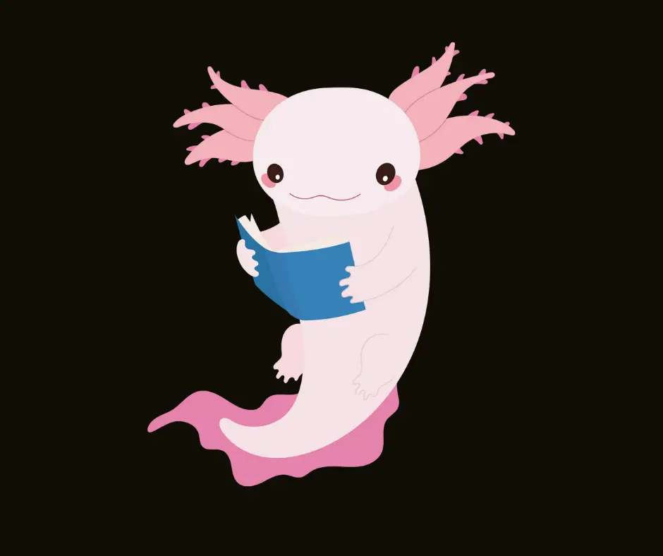 What to Look for in a Good Axolotl Plush?