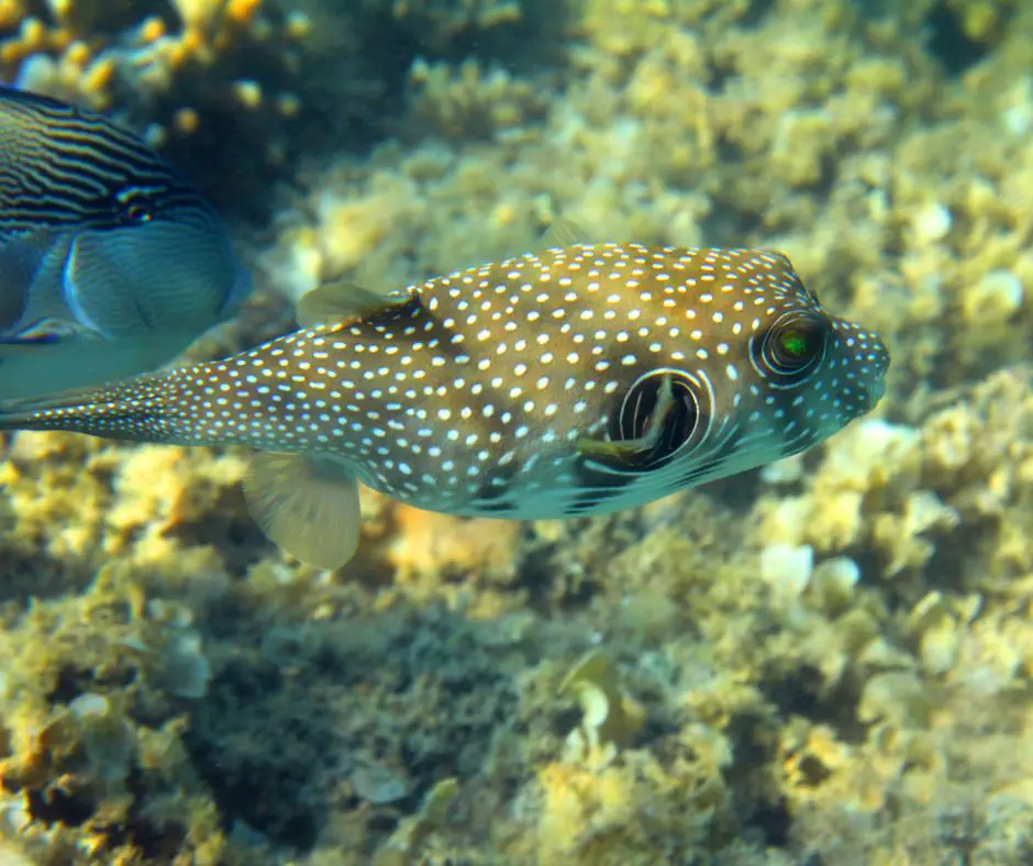  White-spotted pufferfish