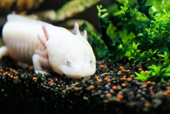 Why Are My Axolotl Gills Not Fluffy?