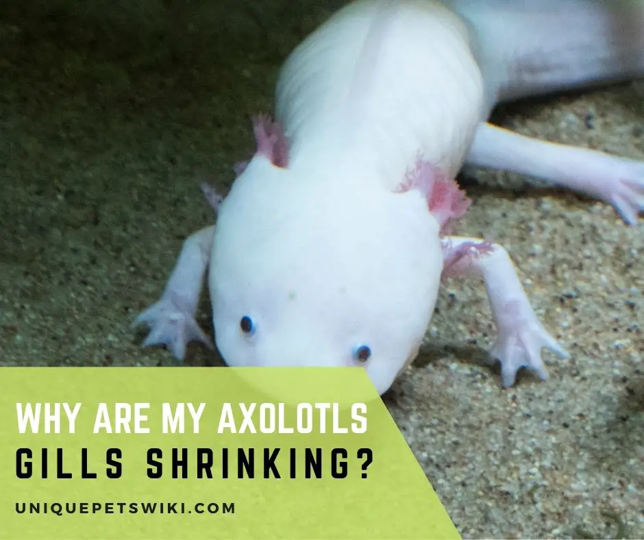 Why Are My Axolotls Gills Shrinking