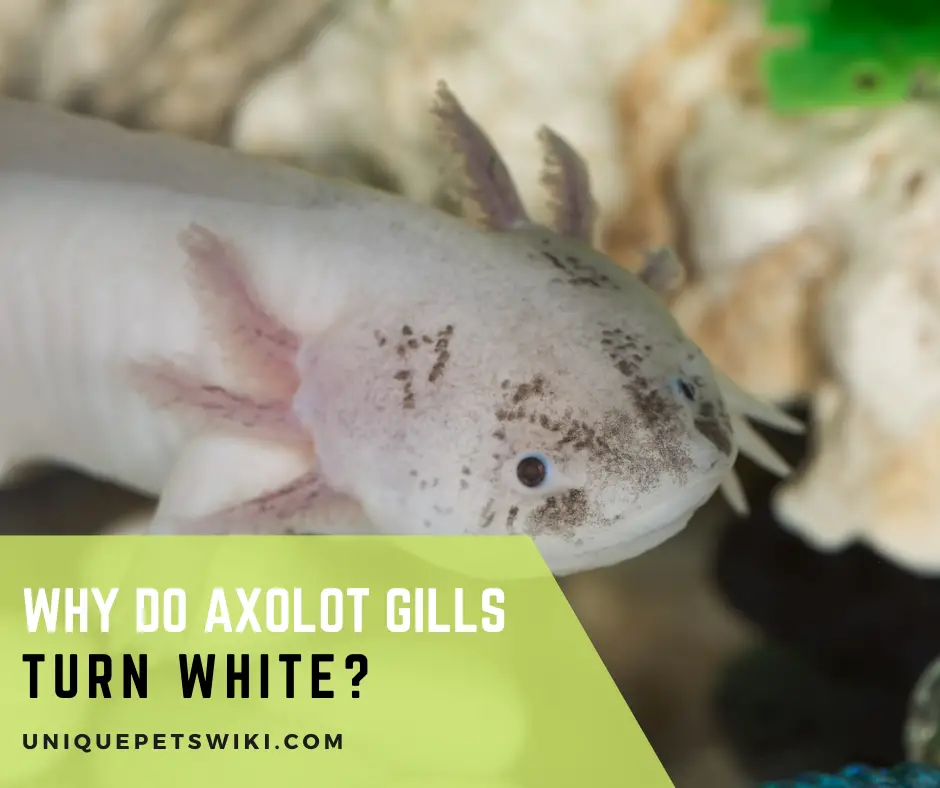 Why Do Axolotl Gills Turn White?