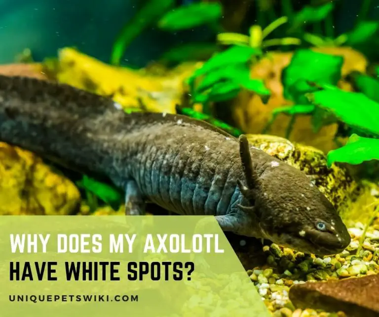 Why Does My Axolotl Have White Spots?