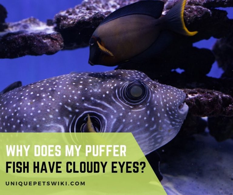 Why Does My Puffer Fish Have Cloudy Eyes?