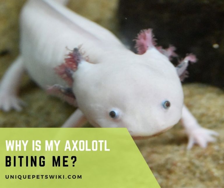 Why Is My Axolotl Biting Me?