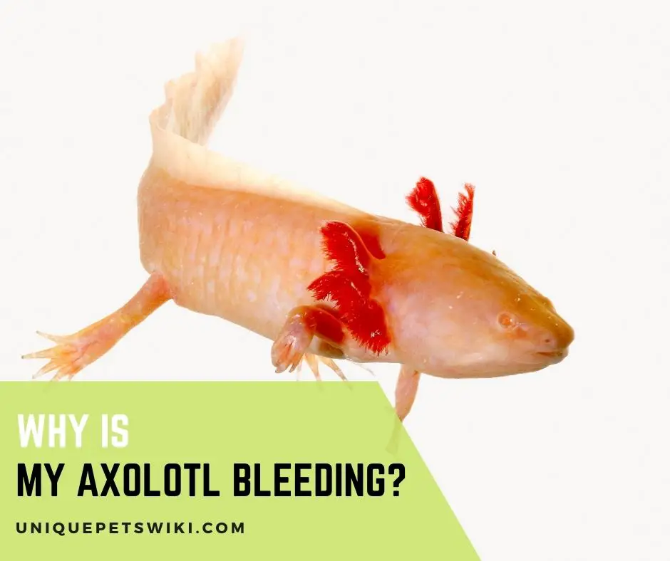 Why Is My Axolotl Bleeding