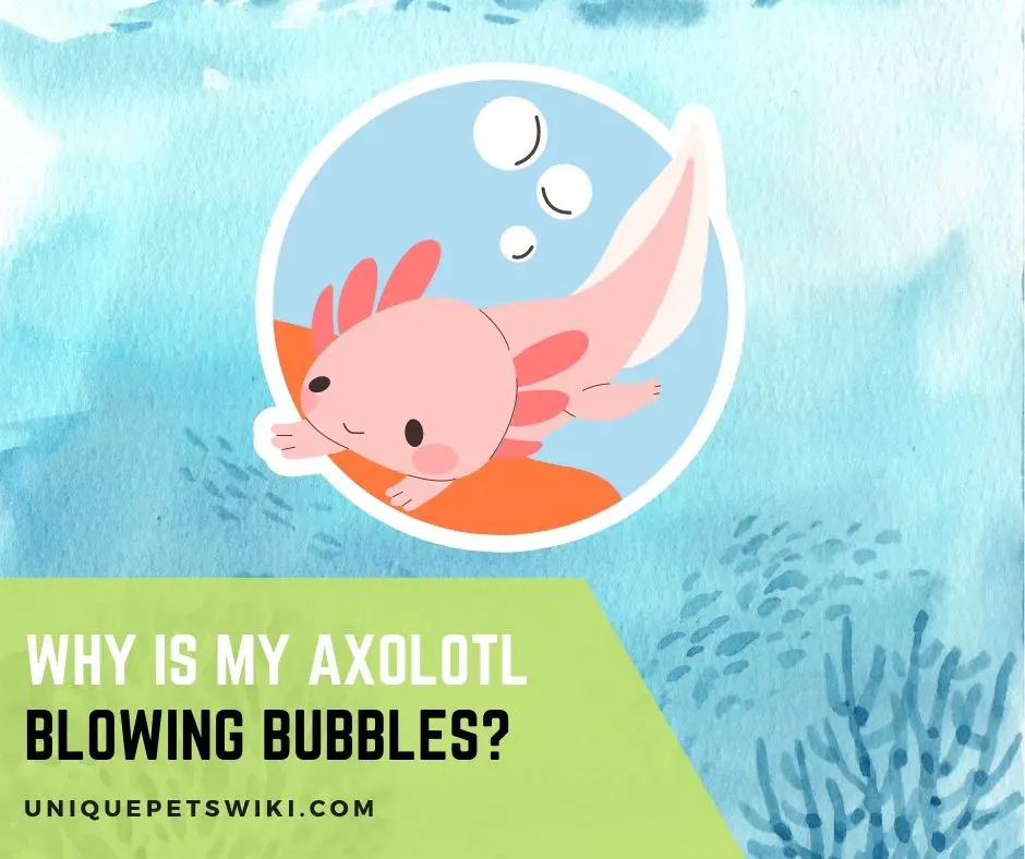 Why Is My Axolotl Blowing Bubbles