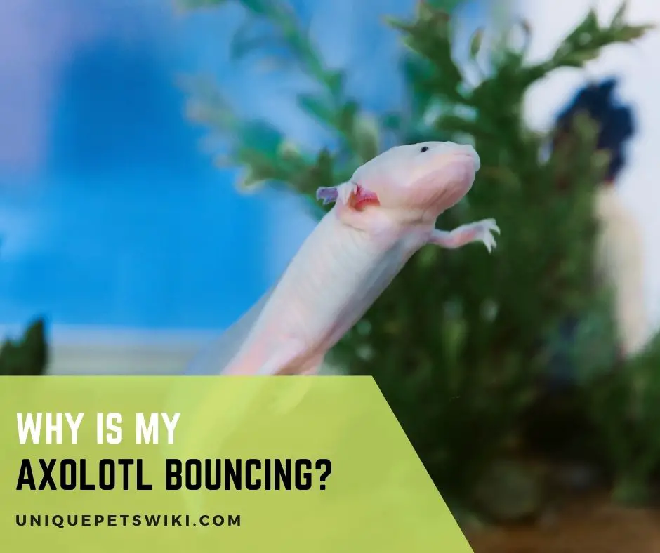 Why Is My Axolotl Bouncing