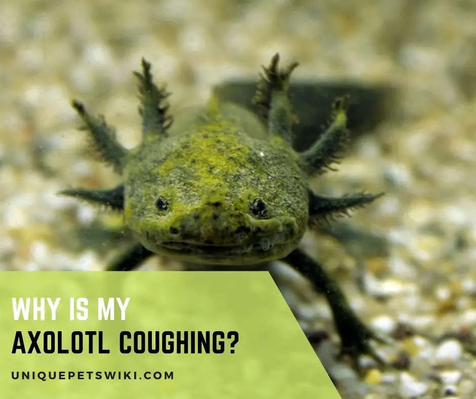 Why Is My Axolotl Coughing