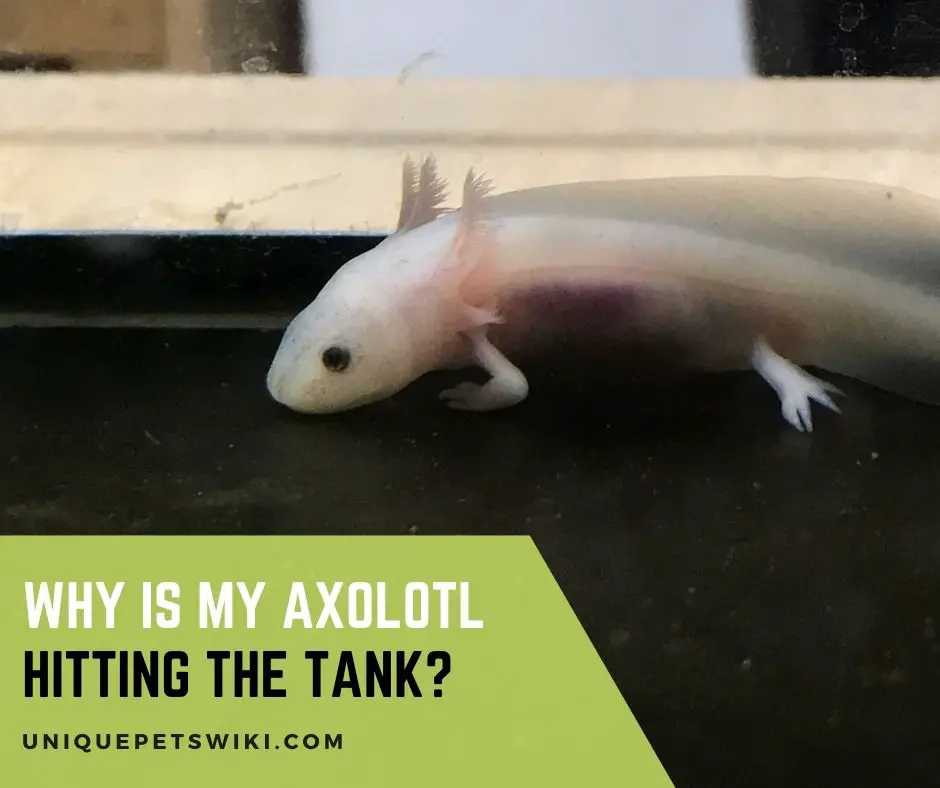 Why Is My Axolotl Hitting the Tank