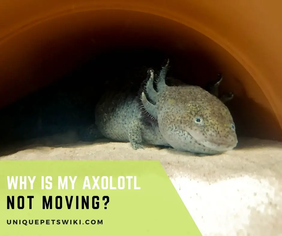 Why Is My Axolotl Not Moving
