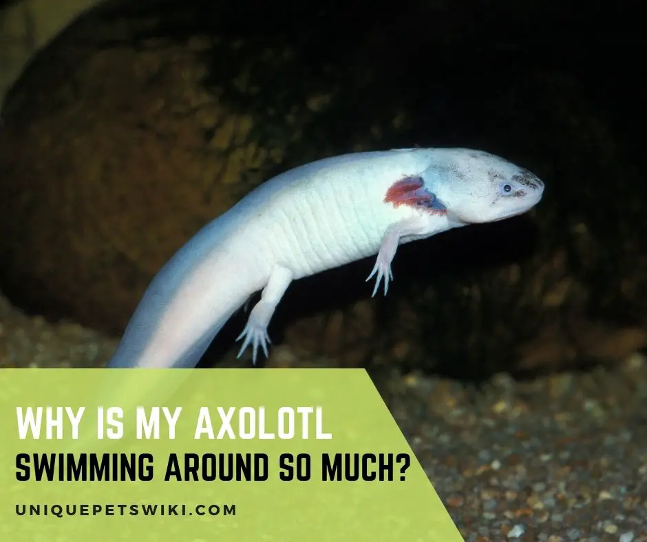 Why Is My Axolotl Swimming Around So Much