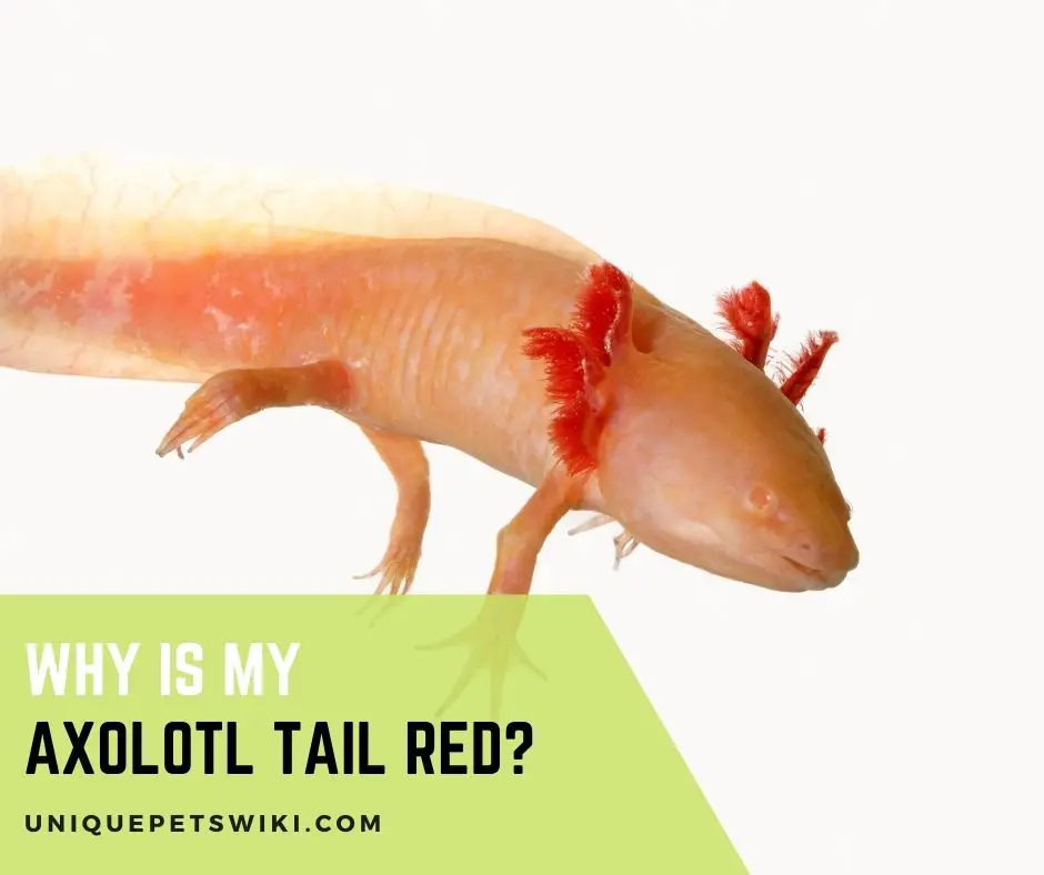 Why Is My Axolotl Tail Red