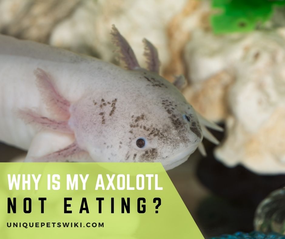 Why Is My Baby Axolotl Not Eating