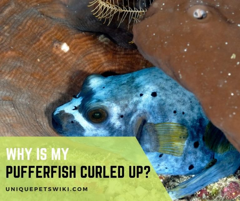 Why Is My Puffer Fish Curled Up?