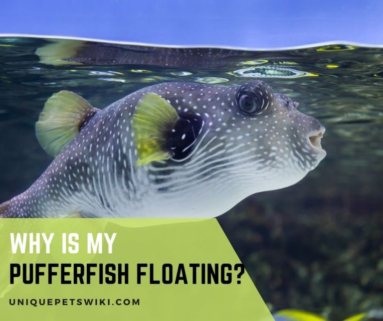 Why Is My Puffer Fish Floating?