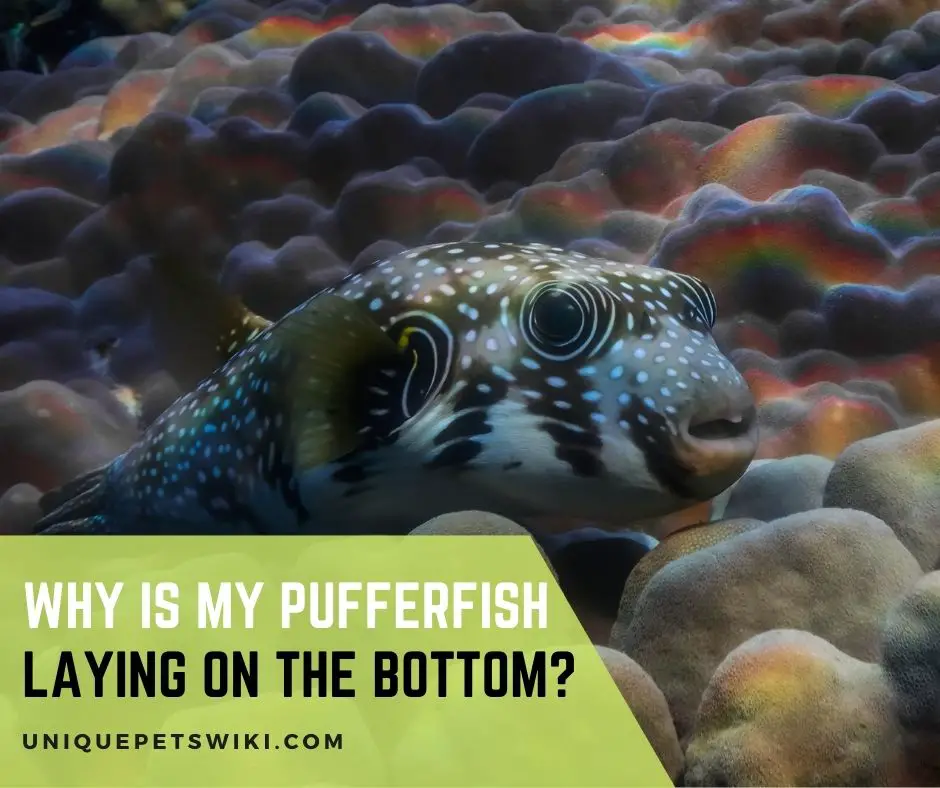 Why Is My Pufferfish Laying on the Bottom