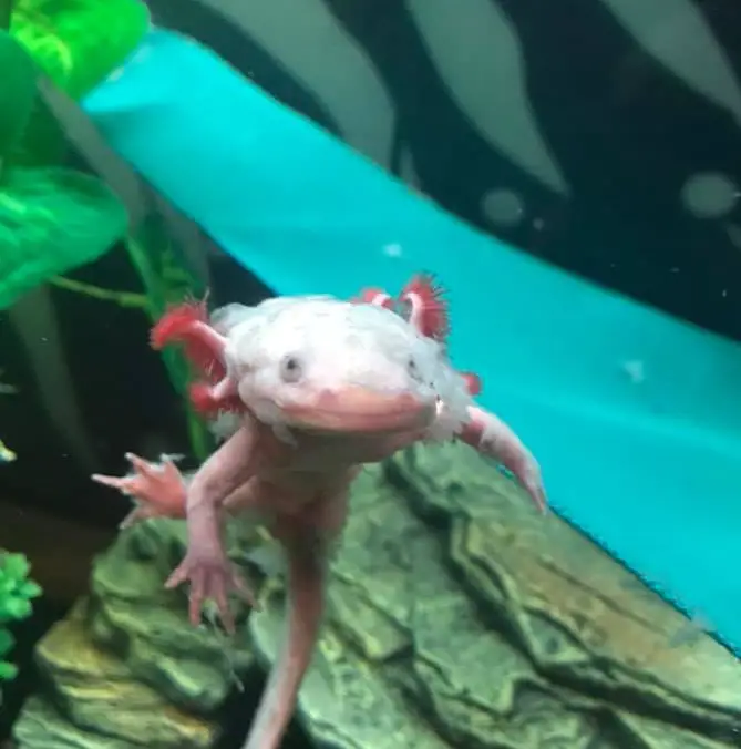  Why is Your Axolotl Slime Coat Coming Off?