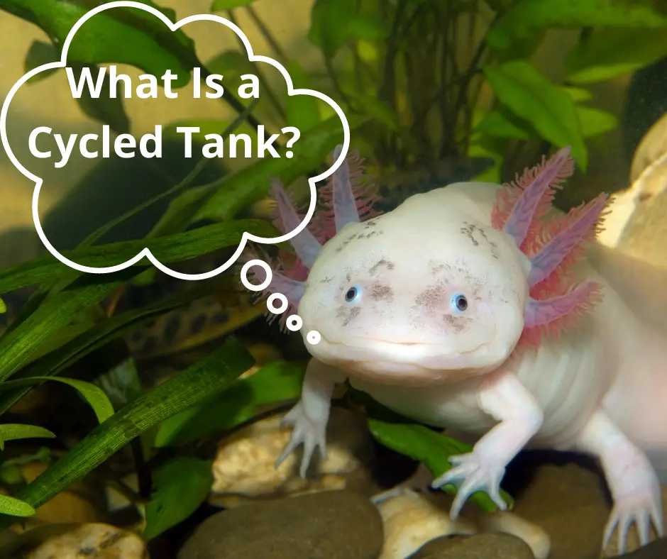 A cute axolotl