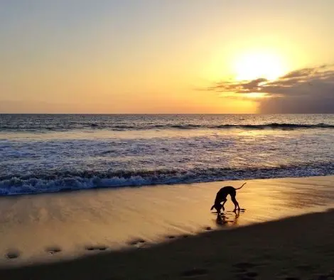 a dog on a beach