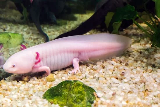 a happy axolotl