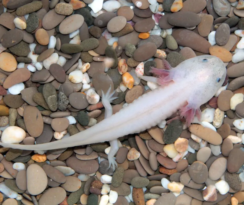 a slightly skinny axolotl