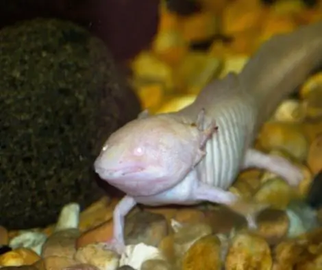 an axolotl with white eyes