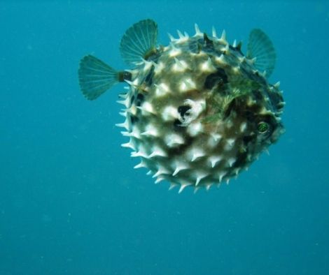Can You Use Puffer Fish as Bait
