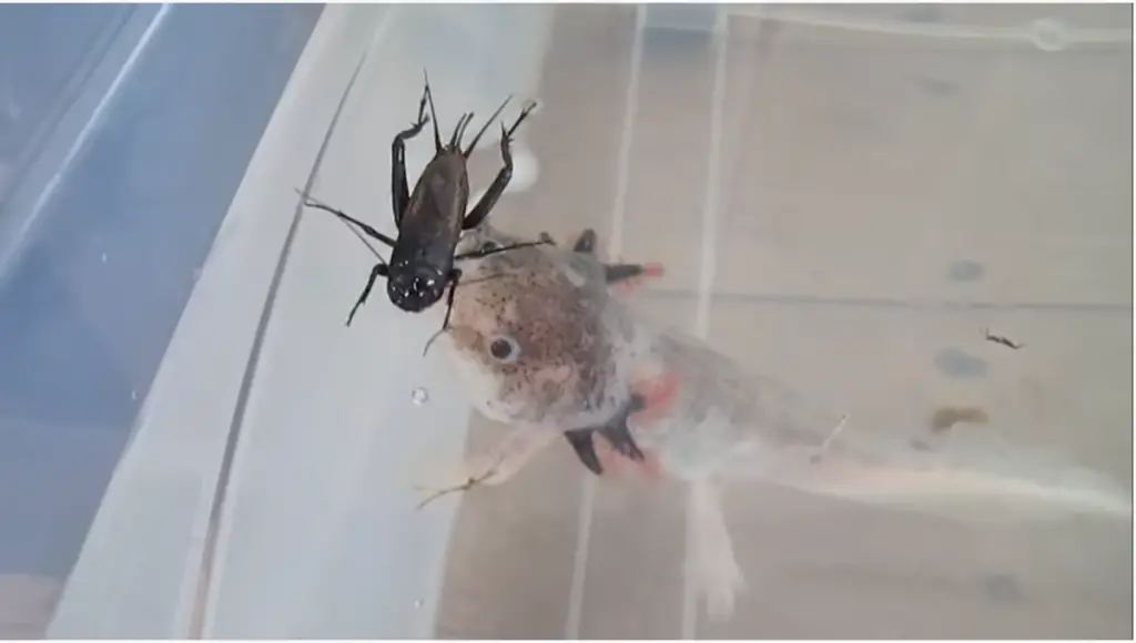 Can Axolotls Eat Crickets