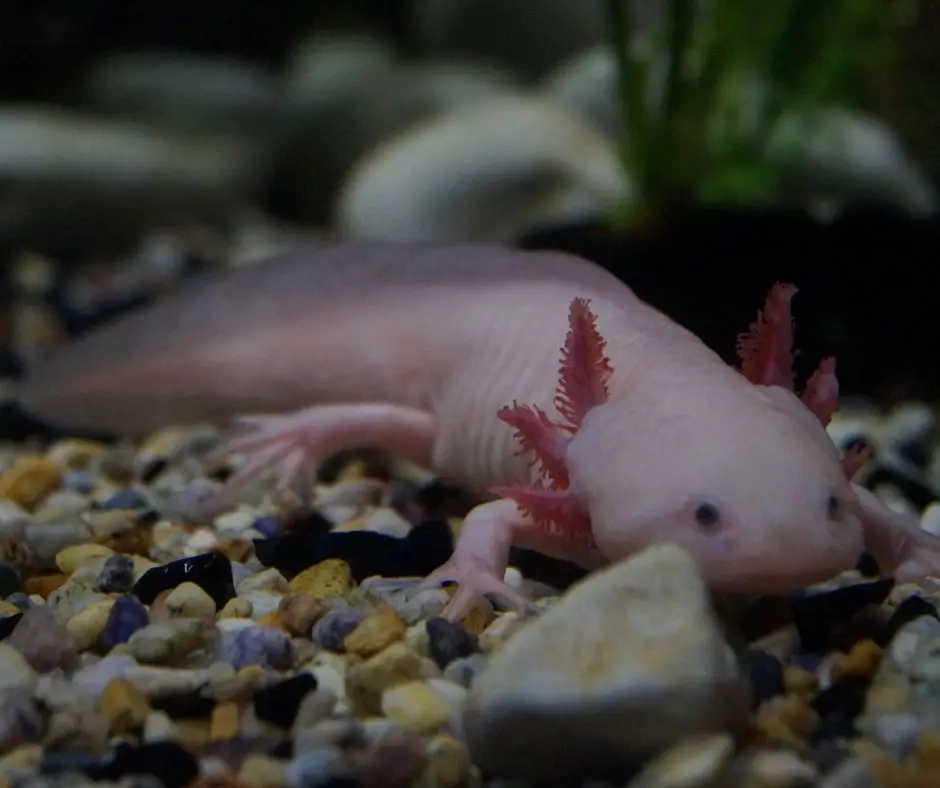 Axolotl and gravels