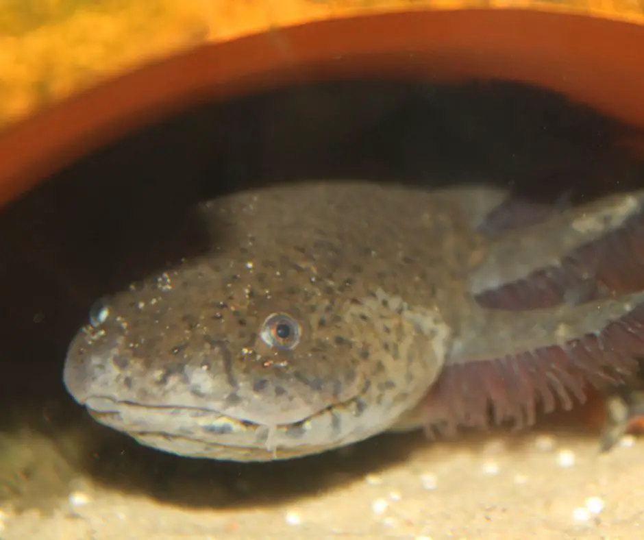 axolotl are relaxing its gills