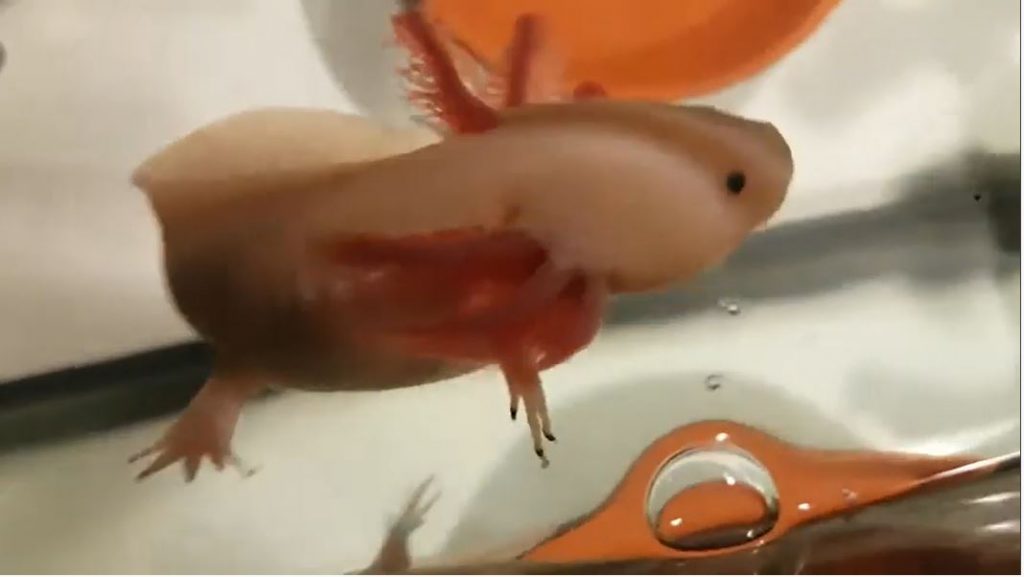 axolotl blow bubbles