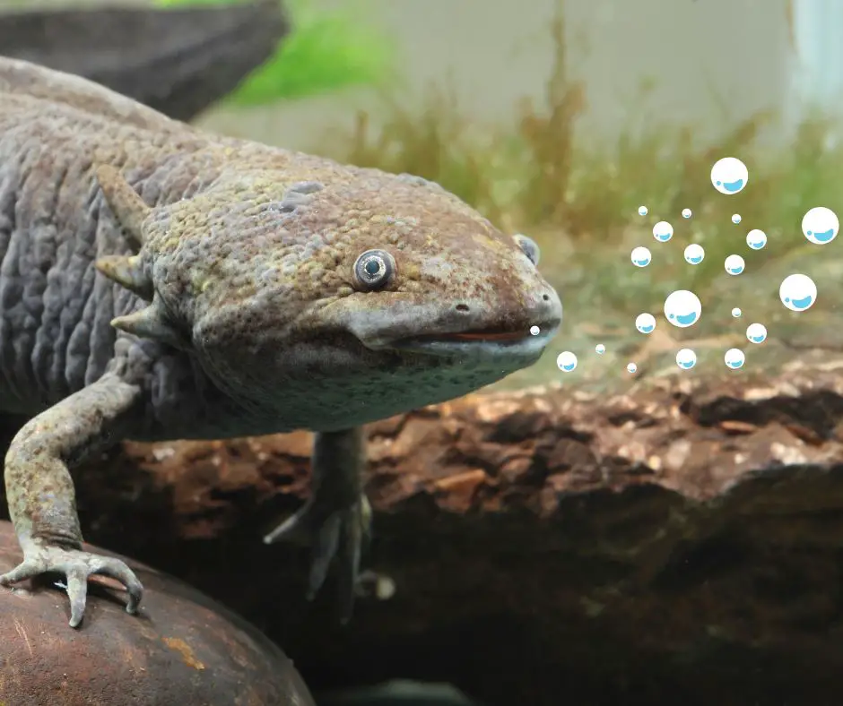 Why Is My Axolotl Blowing Bubbles