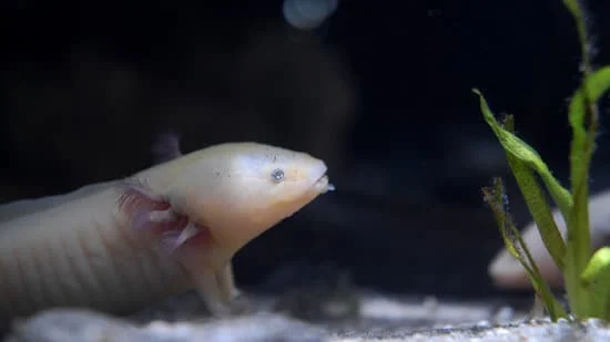 axolotl can eat own poop