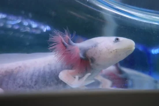 axolotl chemical burns