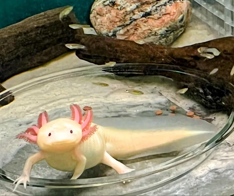 Axolotl is standing in a transparent glass dish