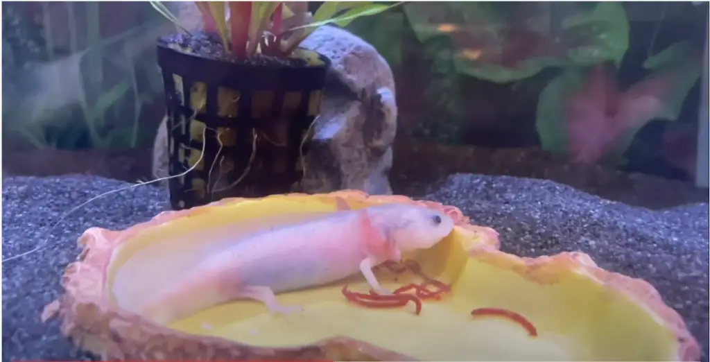 axolotl eats bloodworms in a dish