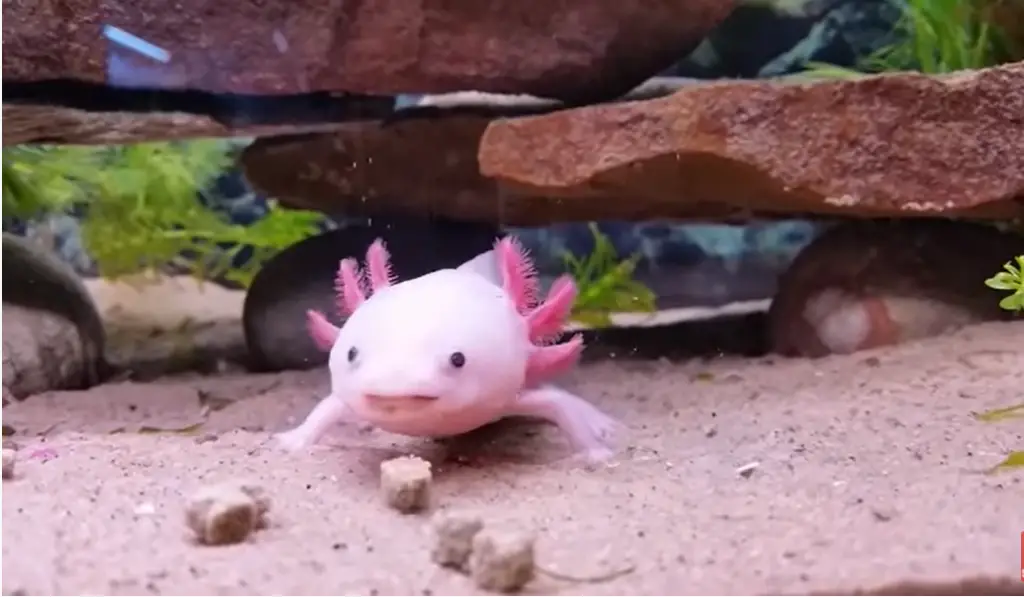 axolotl eats pellets