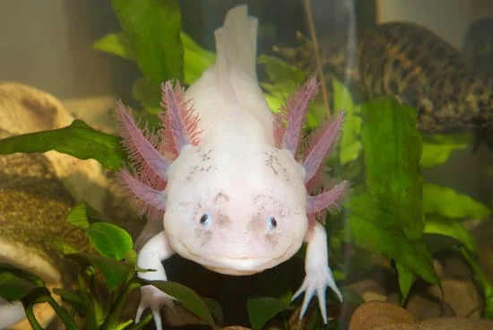 axolotl gills