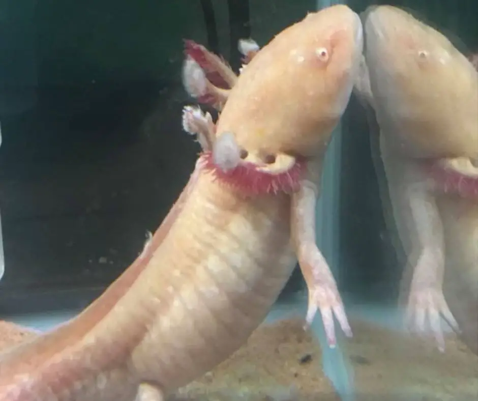 axolotl has white spot on its gills