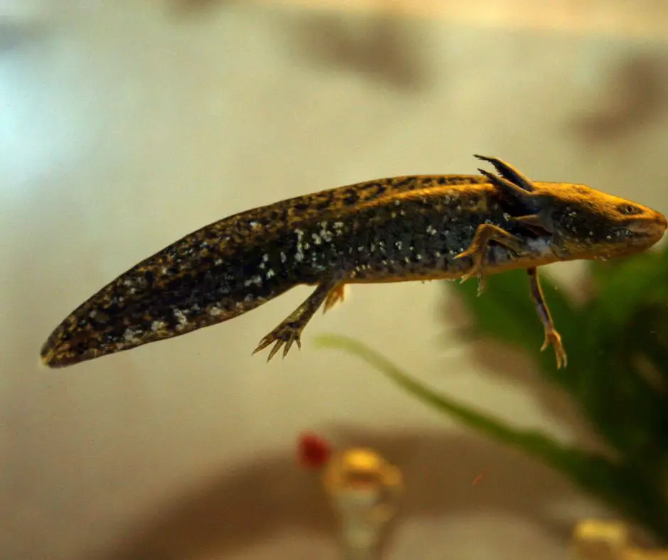 Why Does My Axolotl Have White Spots?