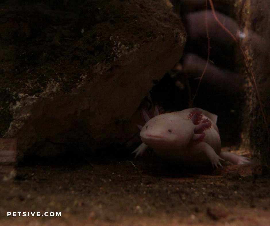 Axolotls require small tanks
